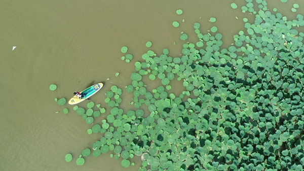 Der Sommer im Dongtan-Wetland-Park bietet Natur und Nervenkitzel2.jpg