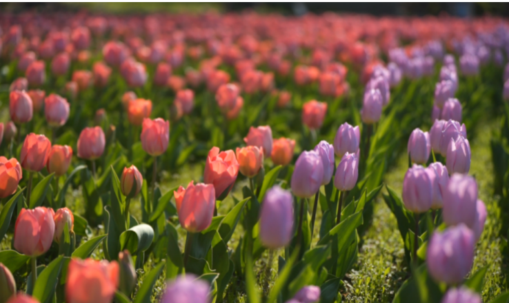 Fünf malerische Wanderrouten durch Shanghais Frühlingsblüte