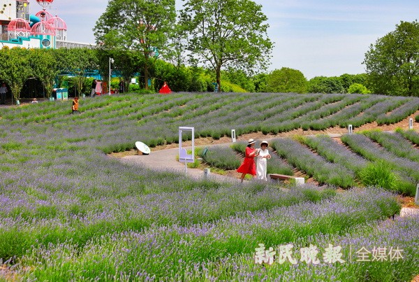 Das Lavender-Festival Shanghais 2024 vereint Kunst, Musik und Natur für Stadturlauber