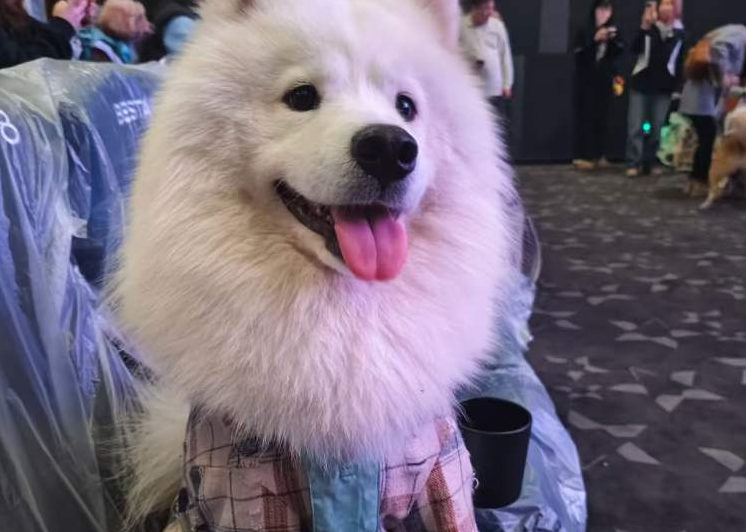 In Bildern: Zoomania 2 sorgt für Haustier-Boom im Kino