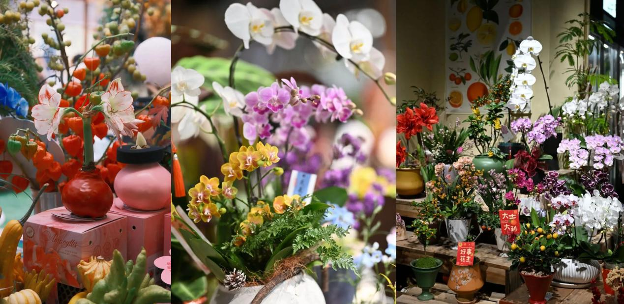 Wo man in Shanghai Blumen zum chinesischen Neujahr kaufen kann