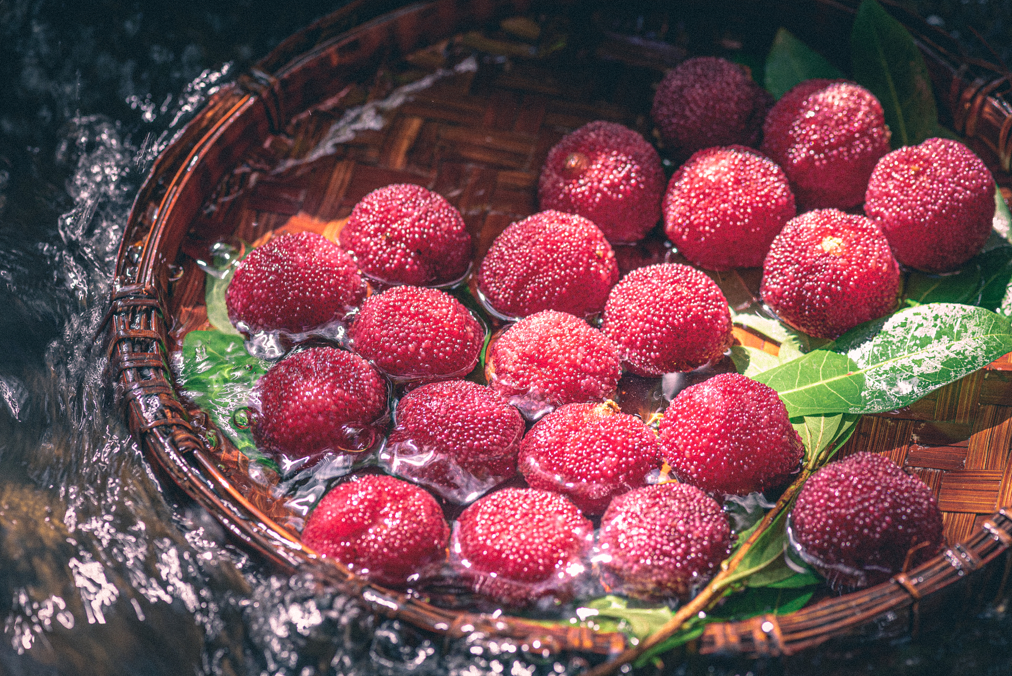 China exportiert frische Dongkui-Wachsbeeren nach Deutschland