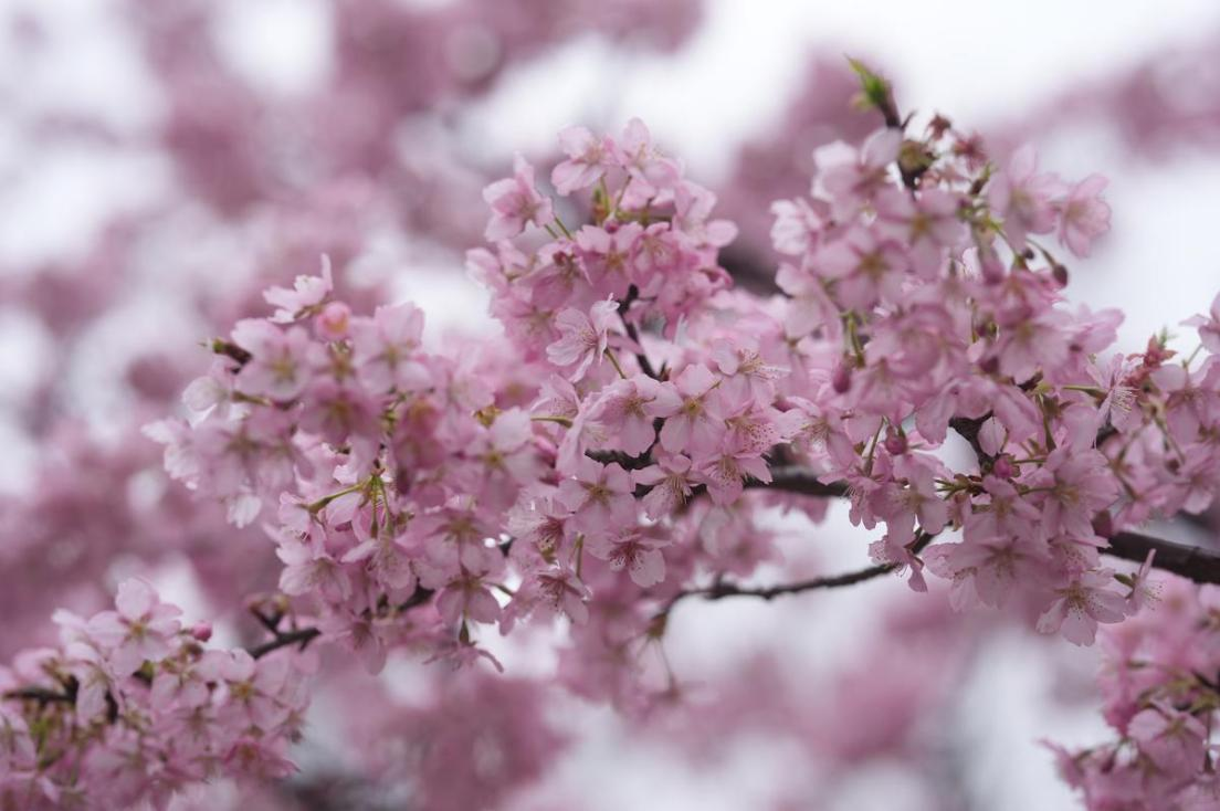 Kirschblütenfest 2026 lässt Gucun-Park erstrahlen