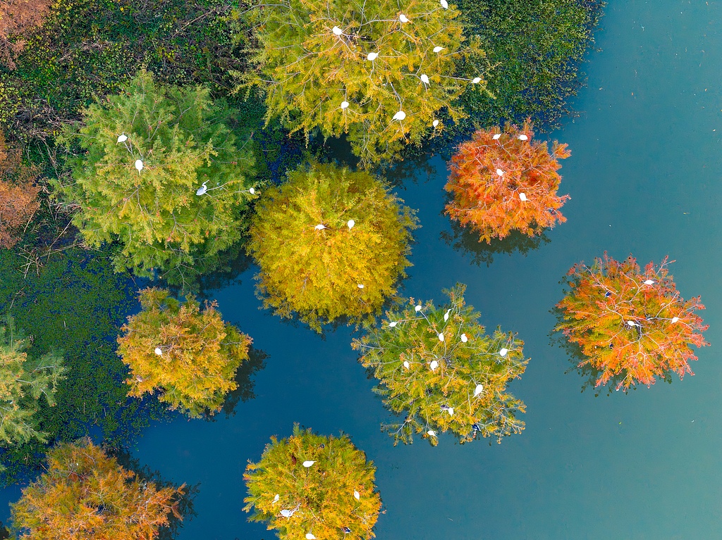Jangtse-Flussdelta setzt auf integrierte grüne Entwicklung