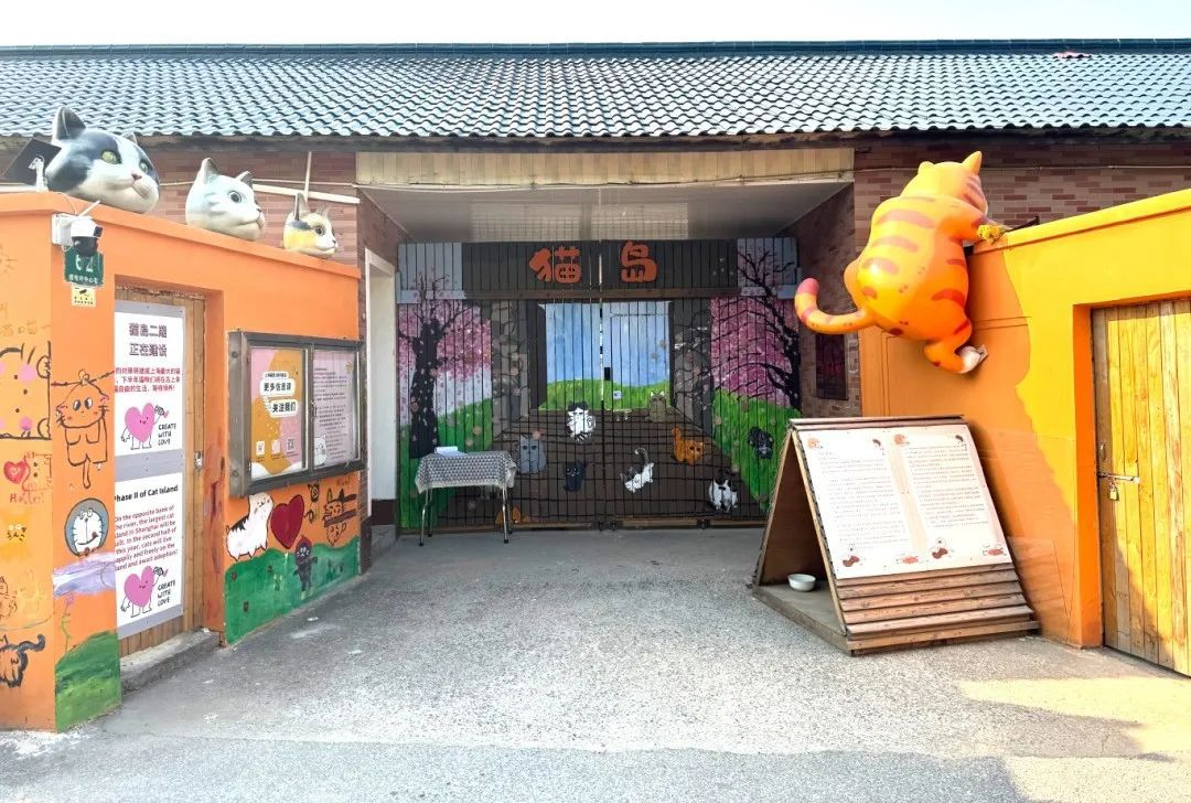 Shanghais erste „Katzeninsel“ bietet Streunern Zuflucht