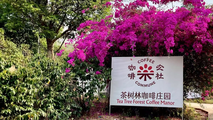 Die Liebe eines Deutschen zu chinesischen Kaffeebohnen