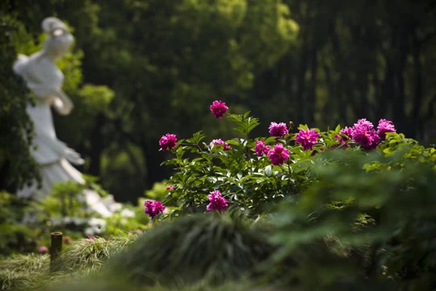 Genießen Sie die besondere Pfingstrosen-Saison in Shanghai