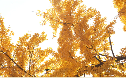 In Bildern: Genießen Sie den goldenen Herbst in Shanghai