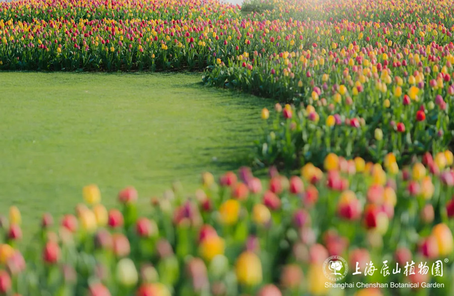 Erfreuen Sie sich im April an einer Blumenwelt in Shanghai